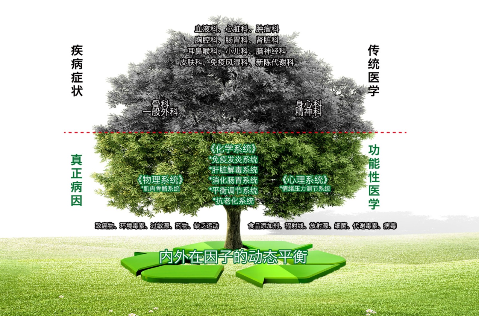 功能医学树图.jpg